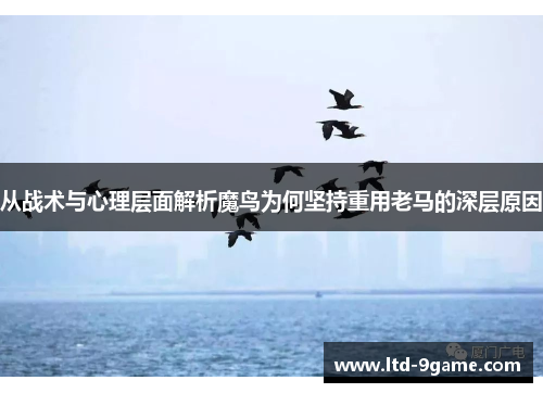 从战术与心理层面解析魔鸟为何坚持重用老马的深层原因